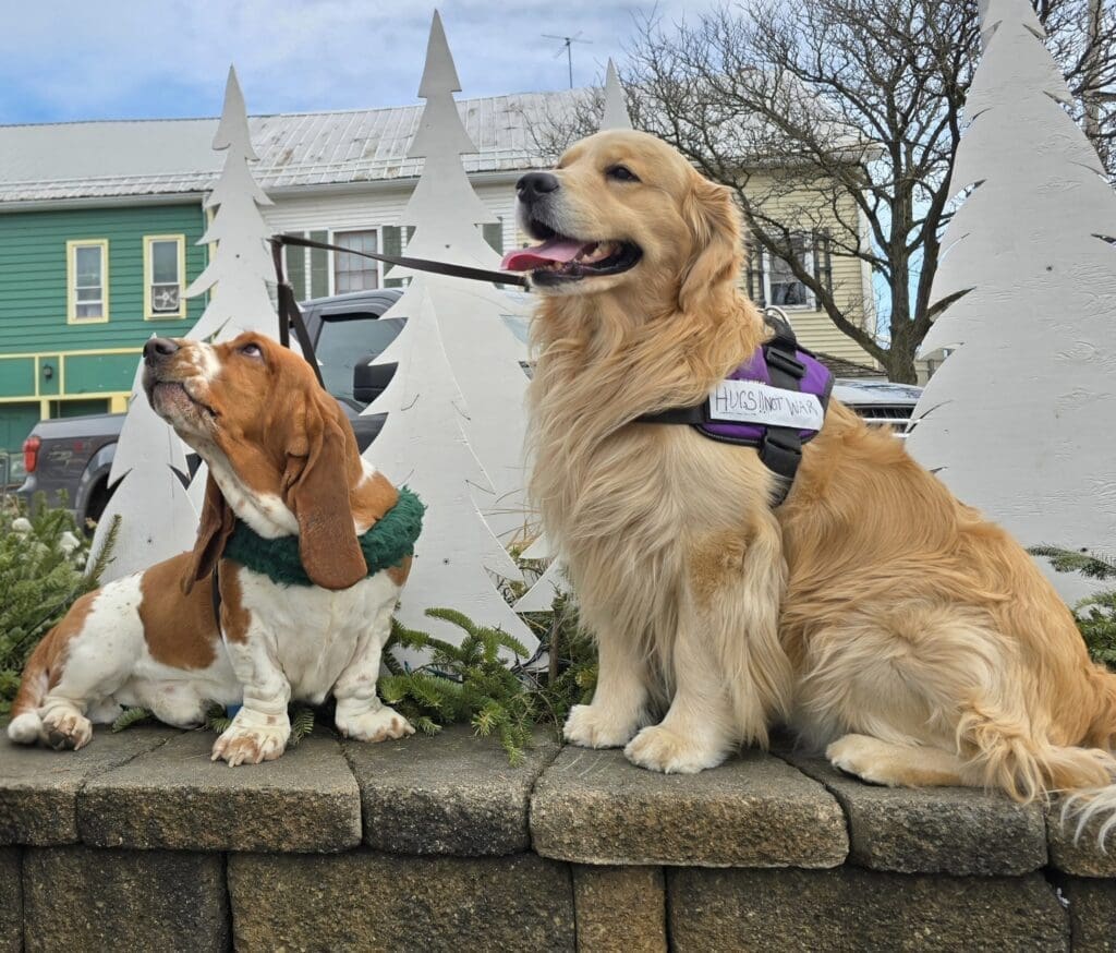 Golden retriever and basset hound on stone ledge